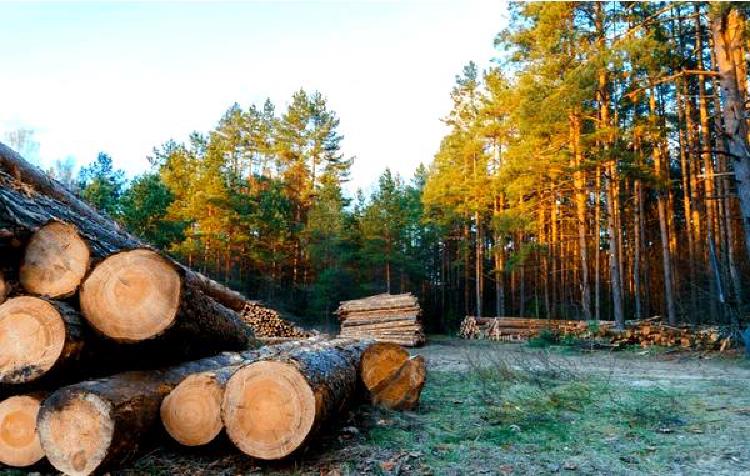 Поделки из спиральной пилы: Создаем воспоминания из дерева